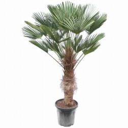 CHAMAEROPS WAGNERIANUS CLT. 20 Kenderpálma
