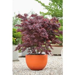ACER PALMATUM BLOODGOOD CLT. 15 vöröslevelű japán juhar
