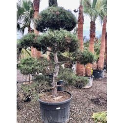 Pinus sylvestris CLT230 POMPONS erdeifenyő
