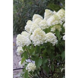 HYDRANGEA PANICULATA SKYFALL (R) CLT. 10 hortenzia