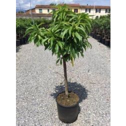 PRUNUS NUCIPERSICA NANA PERSICHINA CLT. 10 MINI STANDARD barack