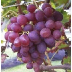 VITIS VINIFERA LIDI LV 6 CONE szőlő
