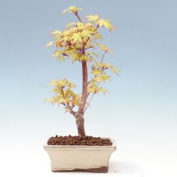 Acer palm."Sangokaku" LCI10 BONSAI jap&aacute;n juhar