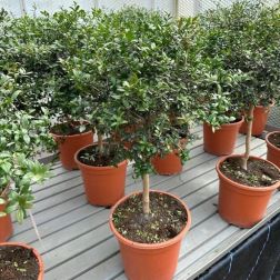 CITRUS AUSTRALASICA LV 12 ESPALIER kaviár citrom, ausztrál citrom