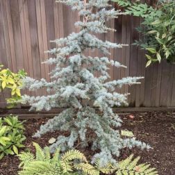 CEDRUS ATLANTICA CLT. 10 Kék cédrus