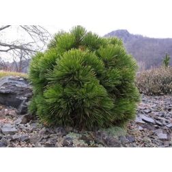 Pinus leucodermis "Schmidtii" CLT10 balkáni páncélfenyő