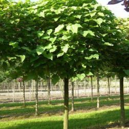 CATALPA BUNGEI (BIGNONIOIDES NANA) CLT. 45 12/14 STANDARD Szivarfa