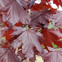 Acer plat."Royal Red" CLT18 6/8 korai juhar