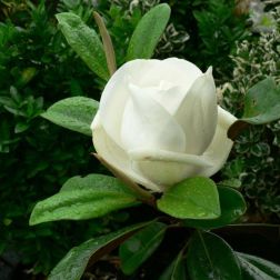 MAGNOLIA GRANDIFLORA GOLIATH (PRAECOX) CLT. 18 6/8 STANDARD Nagyvirágú liliomfa