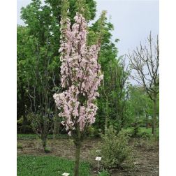 Prunus ser."Amanogawa" CLT18 8/10 japáncseresznye