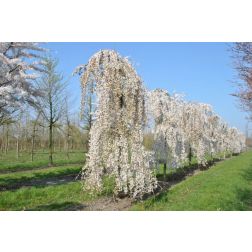 PRUNUS WHITE FONTAINE CLT. 18 8/10 STANDARD babérmeggy