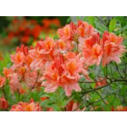 Azalea mollis CLT18
