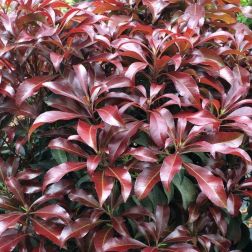 Pieris jap."Katsura" LV12 japán babérhanga