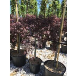 ACER (ROSSI) PALM. DISS. TAMUKEYAMA CLT. 30 60CM CLEAR STEM vöröslevelű japán juhar