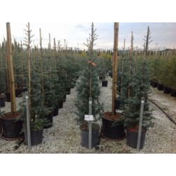 CEDRUS DEODARA ROBUSTA CLT. 18 himalájai cédrus