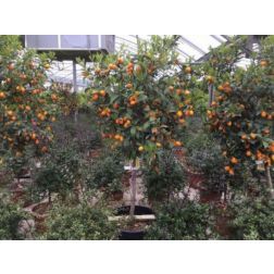 CITRUS FORTUNELLA JAPONICA (KUMKUAT) CLT. 35 14/16 HALF STANDARD japán kumkvat