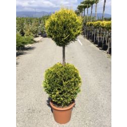 CUPRESSOCYPARIS LEY. CASTLEWELLAND GOLD LV 30 130/140 POMPONS arany lombú leyland ciprus