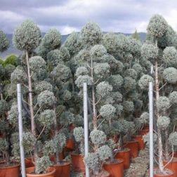 Cupressus a."Fastigiata"LV24 POMPON arizóniai ciprus