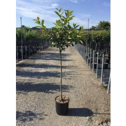DIOSPYROS KAKI SHARON CLT. 12 HALF STANDARD datolyaszilva