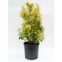 Euonymus jap."El. Aureus" CLT12 japán kecskerágó