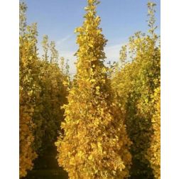 Ginkgo biloba "Eiffel"CLT18 125/150 páfrányfenyő