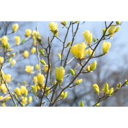 Magnolia acum."Yellow Bird" CLT18 hegyeslevelű liliomfa