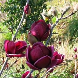 Magnolia "Genie" CLT10