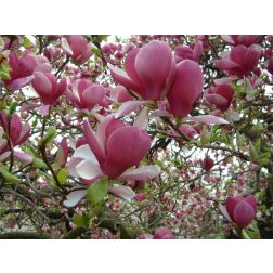 Magnolia soul."Rustica Rubra" CLT18 nagyvirágú liliomfa
