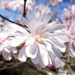 Magnolia stell."Waterlily" CLT18 csillagvirágú liliomfa