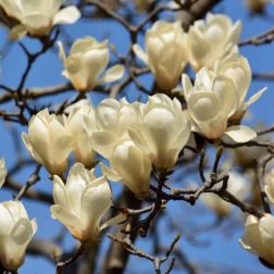 Magnolia denudata "Yulan" CLT18 jülan liliomfa