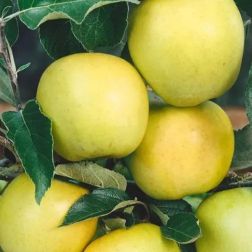 MALUS DOMESTICA GOLDEN DELICIOUS CLT. 35 HALF STANDARD Nemes alma