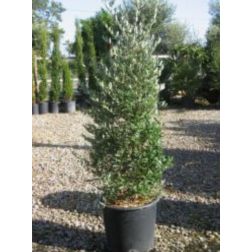Olea europea "Frangivento" CLT45 olajfa