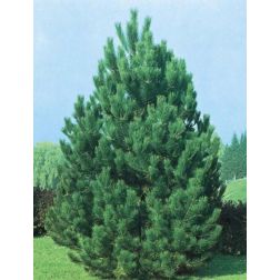 PINUS NIGRA AUSTRIACA CLT. 35 Feketefenyő