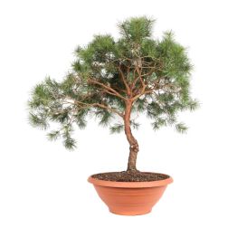 Pinus sylvestris CLT70 BONSAI erdeifenyő