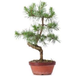 Pinus sylvestris CLT90 BONSAI erdeifenyő