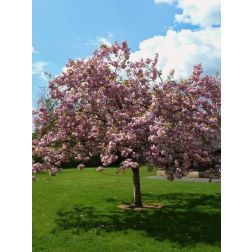 Prunus ser."Pink Perfection" CLT18 japáncseresznye
