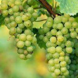 Vitis vinifera "Terez" CLT5 150/175 bortermő szőlő
