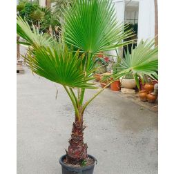 WASHINGTONIA ROBUSTA CLT. 55 175/200 Washington-pálma