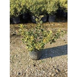 ILEX AQUIF. VARIEGATUM (ARG.MARGINATA) CLT. 25 HALF STANDARD TR.120/140 Közönséges magyal
