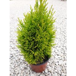 Thuja occ. Golden Smaragd Clt 18 nyugati tuja