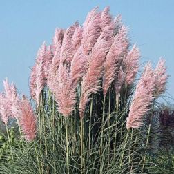 CORTADERIA SELLOANA PINK FEATHER CLT. 3 pampafű