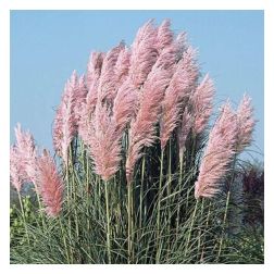 CORTADERIA SELLOANA PINK FEATHER  CLT. 35  pampafű