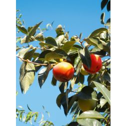 DIOSPYROS KAKI ROYO BRILLANTE CLT. 12 HALF STANDARD datolyaszilva