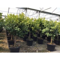 CITRUS LIMONUM (LIMONE) CLT. 80 20/25 HALF STANDARD citrom
