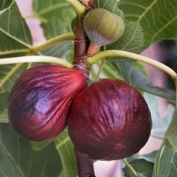 FICUS CARICA VIOLETTE NORMANDE CLT. 10 HALF STANDARD füge