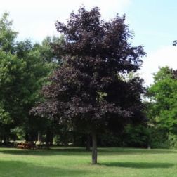 ACER PLATANOIDES FAASSEN"S BLACK (CRIMSON KIN CLT. 30 Korai juhar