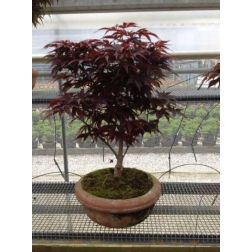 Acer palm."Bloodgood" LCI90 BONSAI japán juhar
