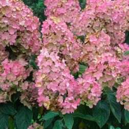 HYDRANGEA PANICULATA PINK DIAMOND CLT. 10 hortenzia