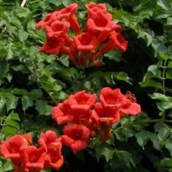 BIGNONIA RADICANS GABOR CLT. 5 Trombitafolyondár