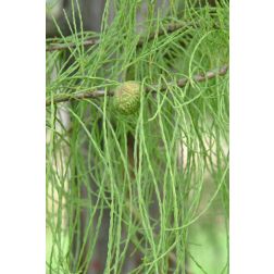 TAXODIUM DISTICHUM "NUTANS" CLT. 15 60/80 amerikai mocsárciprus